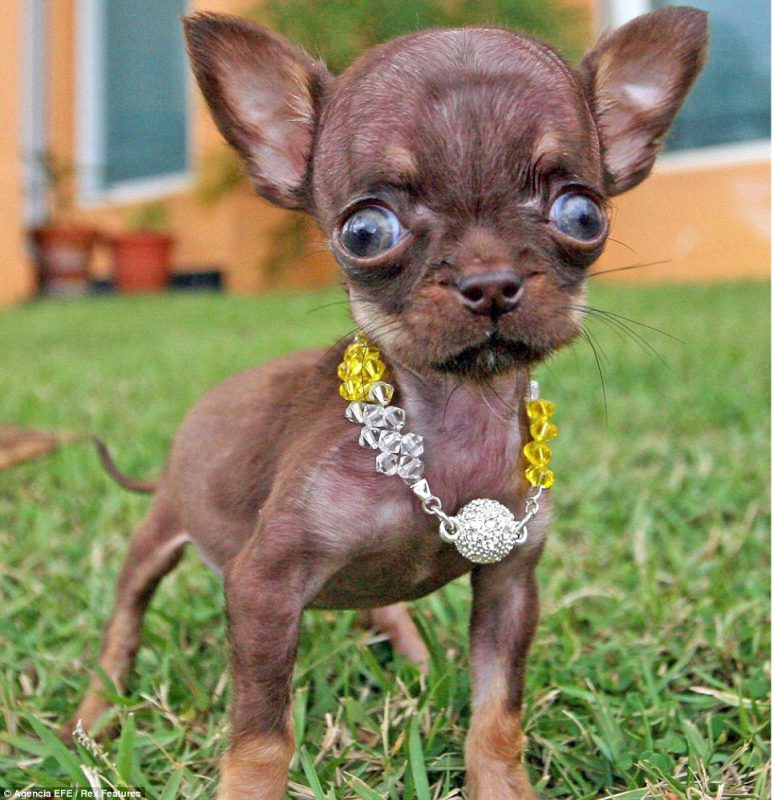 The Chihuahua sometimes suffers because it's brains are bigger than it's skull.