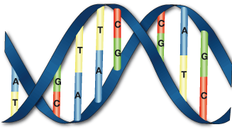 DNA Sequence (data encoding within Molecular Computing)